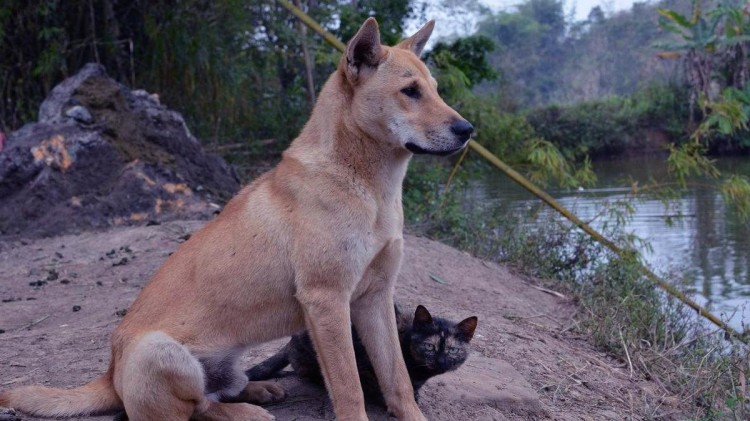 真香定律！很多人养田园犬的原因看完就懂了