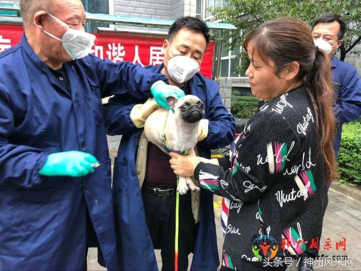 「神州头条」咸阳：中华西路社区组织开展预防狂犬病活动