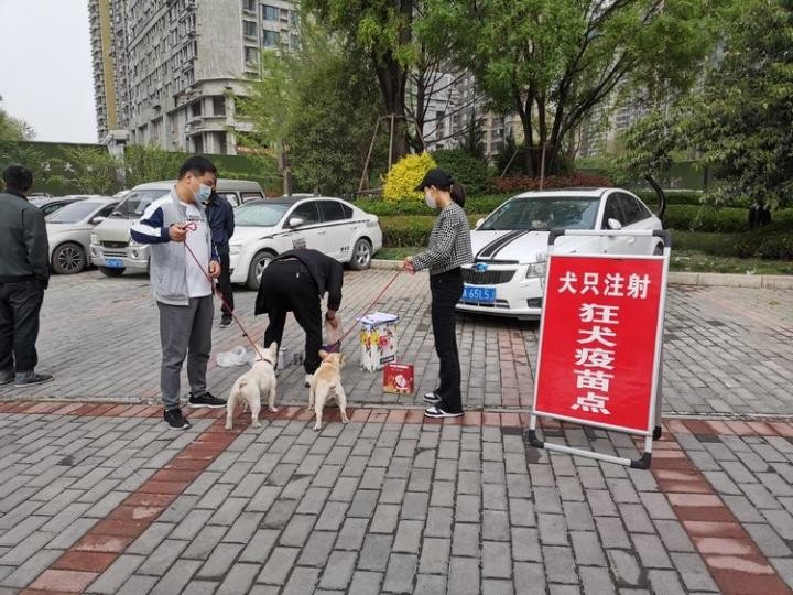 咸阳古渡街道：免费注射狂犬疫苗 让居民放心养宠物