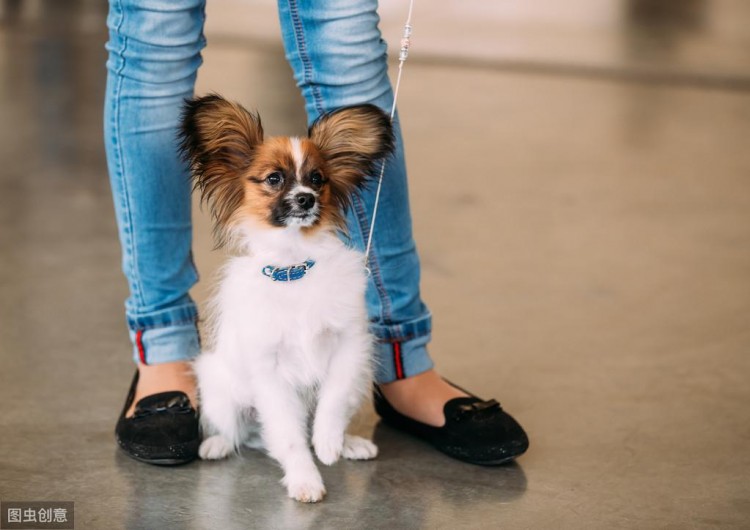 蝴蝶犬那么聪明漂亮却很少有人养原来是因为这6个原因！