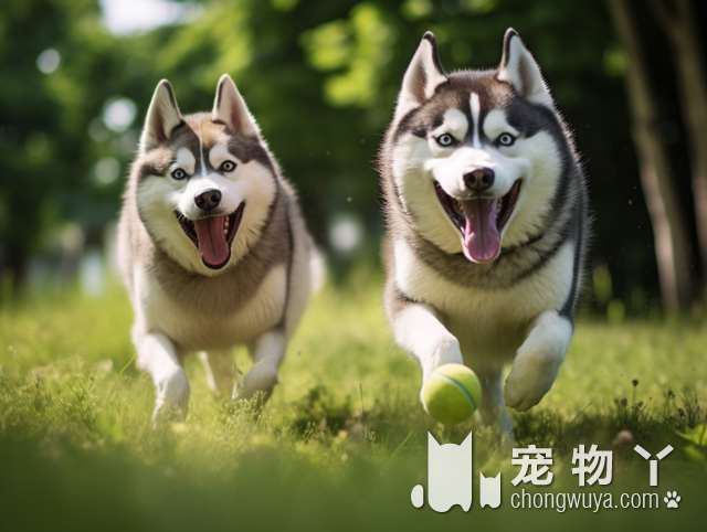 最“好养”的6种宠物犬，有吃就能活，适合养狗新手