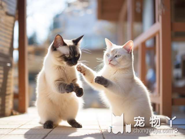 熊猫兔喂养禁忌事项